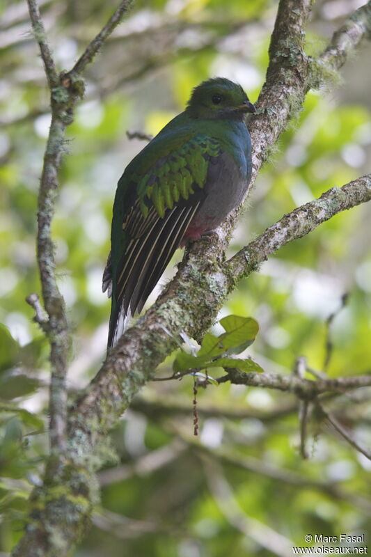 Resplendent Quetzal female adult, identification
