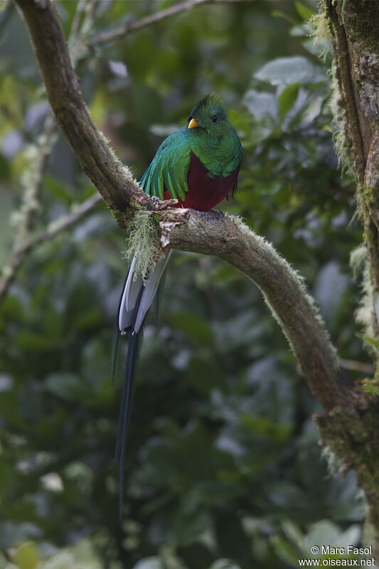 Resplendent Quetzal male adult, identification