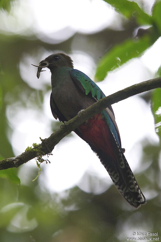 Quetzal resplendissant femelle adulte nuptial, identification, régime, Nidification