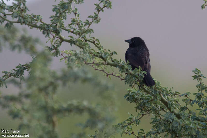 Bolivian Blackbirdadult, habitat, pigmentation