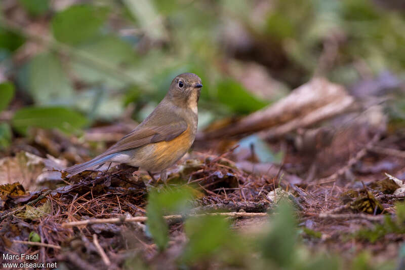 Robin à flancs roux mâle 1ère année, habitat, pigmentation, pêche/chasse