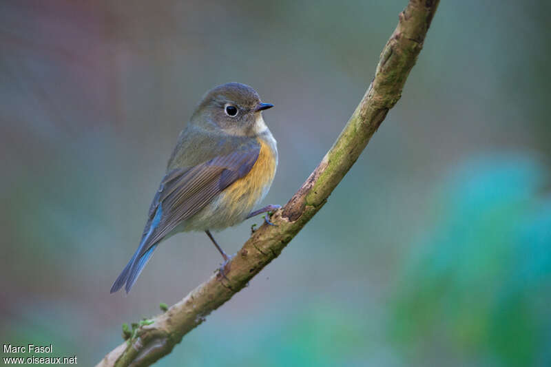 Red-flanked Bluetail male Second year, identification