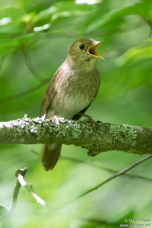 Thrush Nightingale male adult breeding, identification, song
