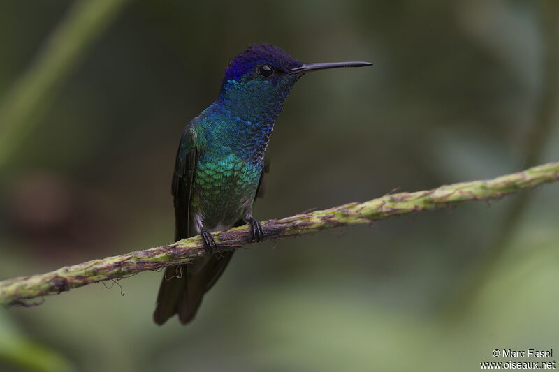 Golden-tailed Sapphire male adult, identification