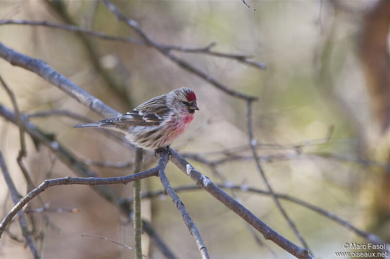 Common Redpoll male adult, identification