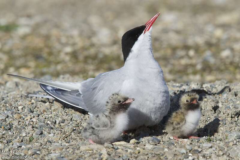 Arctic Tern, Reproduction-nesting