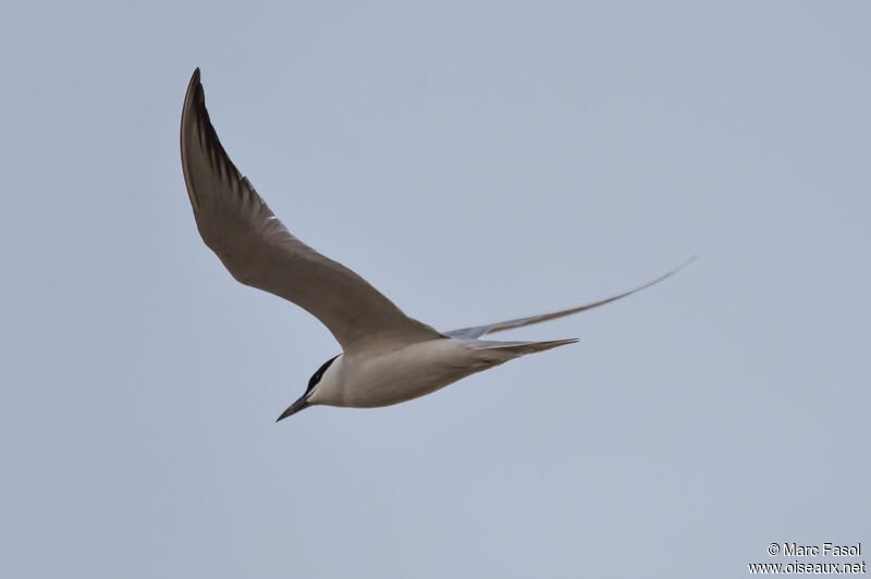 Gull-billed Ternadult breeding, Flight