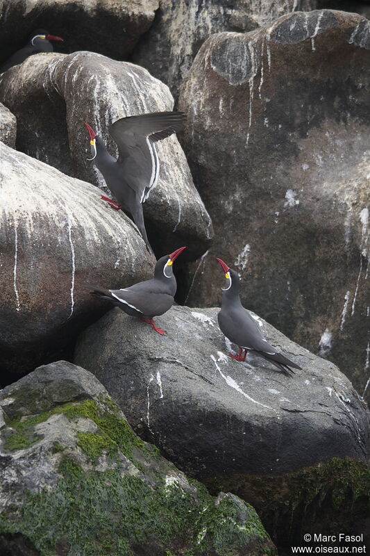 Inca Tern adult, Reproduction-nesting, Behaviour