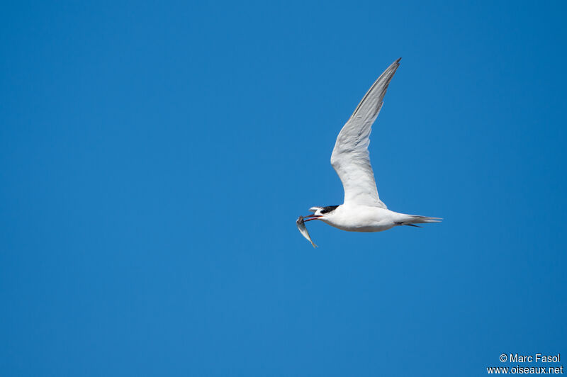 Common Tern, Flight, feeding habits