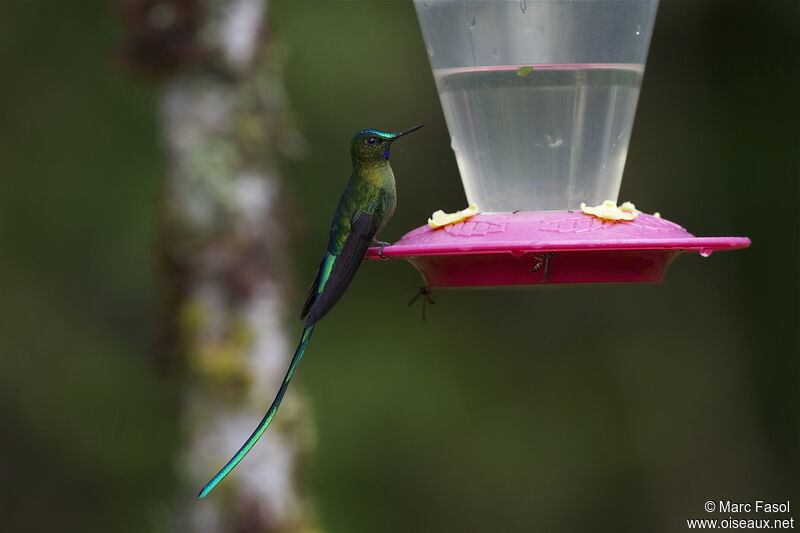 Long-tailed Sylph male adult, identification, feeding habits