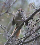 Rusty-fronted Canastero