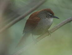 Marcapata Spinetail