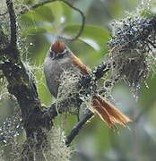 Marcapata Spinetail