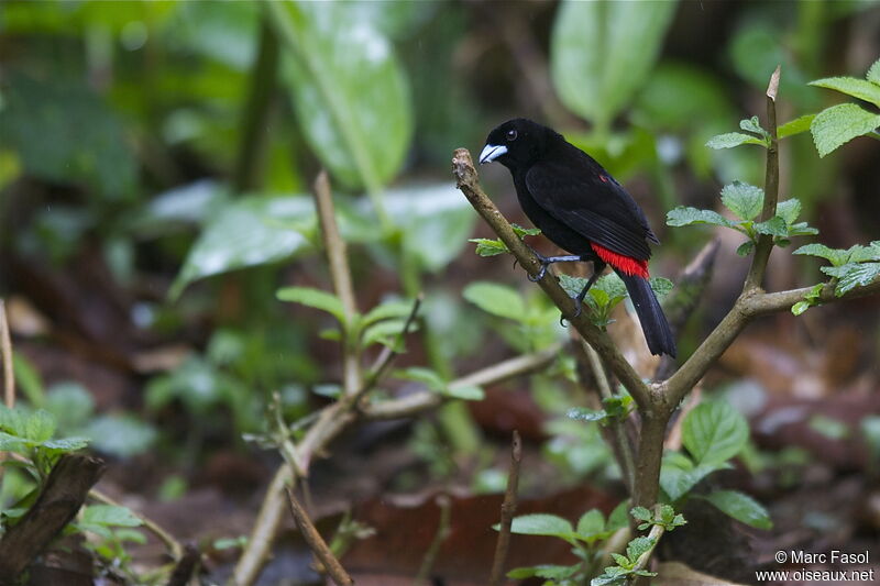 Scarlet-rumped Tanager male adult, identification