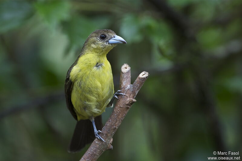 Lemon-rumped Tanager female adult, identification
