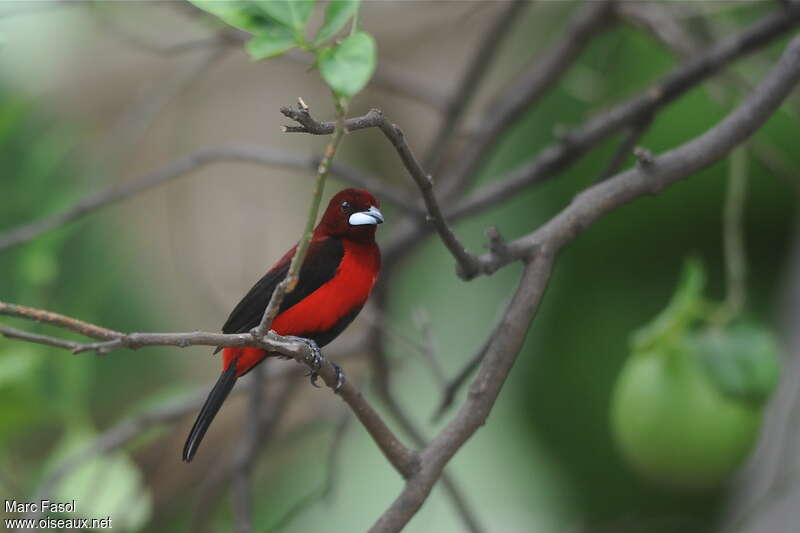 Crimson-backed Tanager male adult, identification