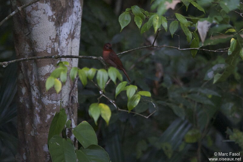 Tangara à gorge rouge mâle adulte, identification