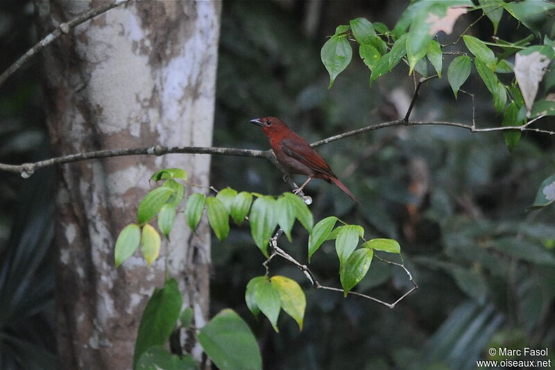 Tangara à gorge rouge mâle adulte, identification