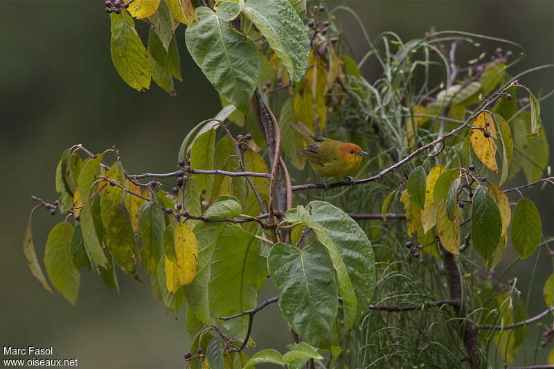 Rust-and-yellow Tanager male adult