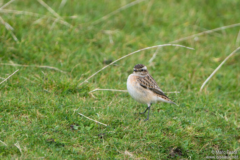 Whinchat male adult post breeding, identification