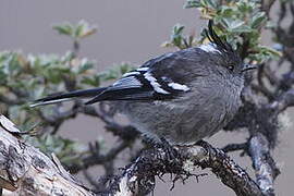 Ash-breasted Tit-Tyrant
