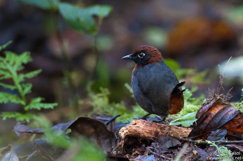 Rufous-breasted Antthrushadult, identification