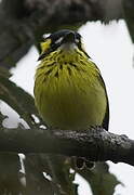 Yellow-browed Tody-Flycatcher