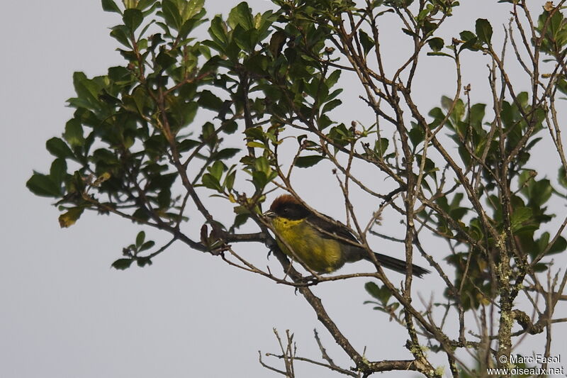Yellow-breasted Brushfinchadult, identification