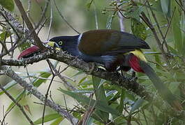 Grey-breasted Mountain Toucan