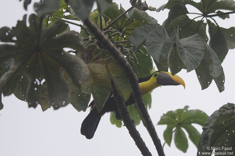 Toucan de Swainsonadulte, identification