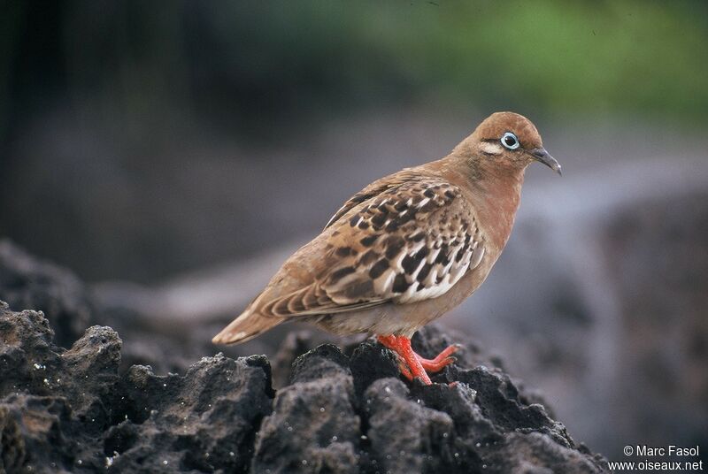 Galapagos Doveadult, identification