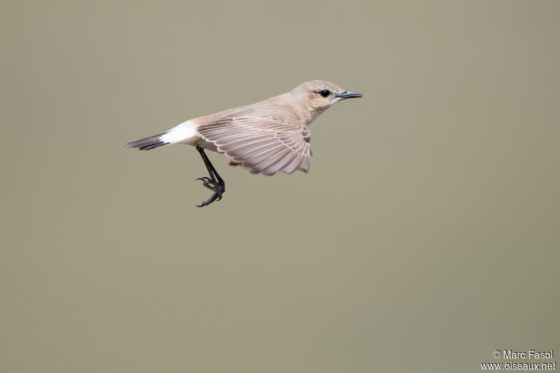Isabelline Wheatear female adult, Flight, courting display