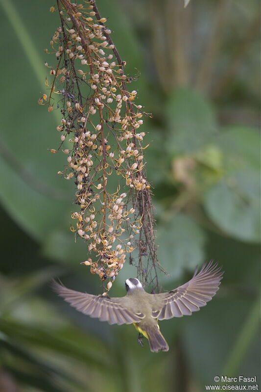 Social Flycatcheradult, identification, feeding habits, Behaviour