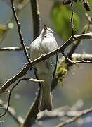 White-tailed Tyrannulet