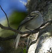 White-tailed Tyrannulet