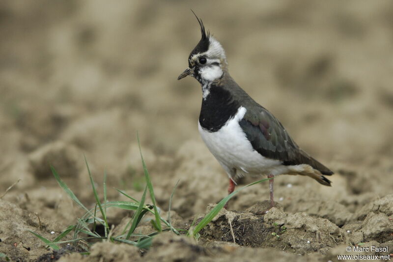 Northern Lapwing female adult breeding, Reproduction-nesting