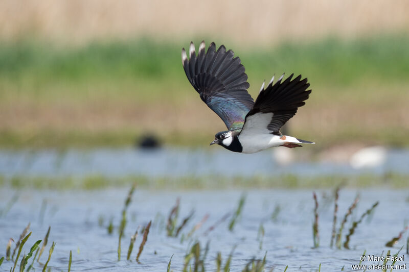 Northern Lapwing male adult, identification, Flight, courting display