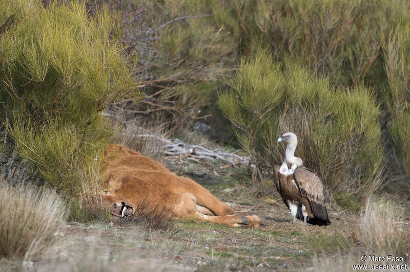 Griffon Vultureadult, identification, feeding habits