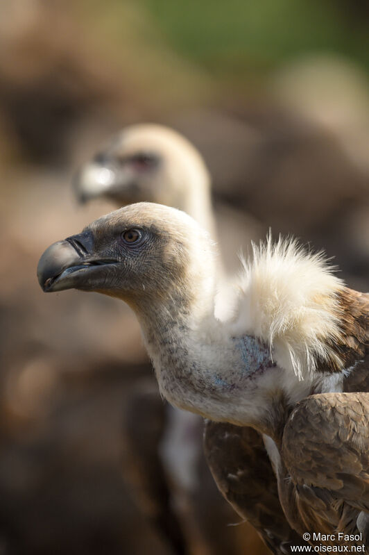 Griffon Vultureadult breeding, identification