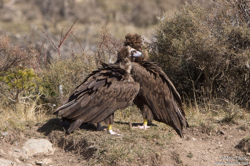 Cinereous Vultureimmature
