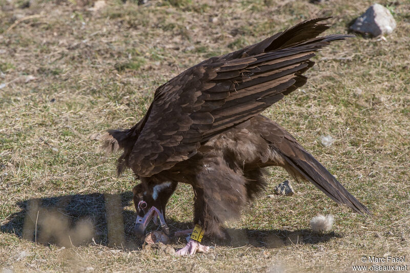 Cinereous Vulturesubadult, identification, eats