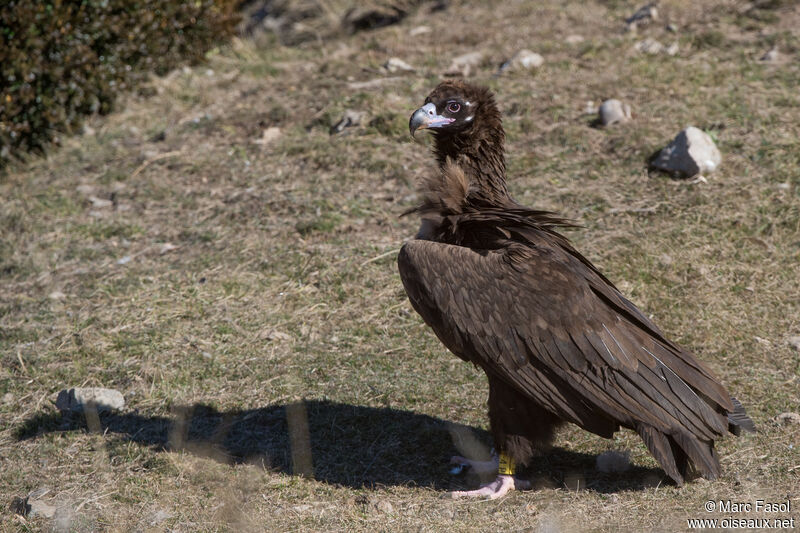 Cinereous Vultureimmature, identification