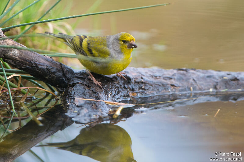 Citril Finch male adult breeding, drinks