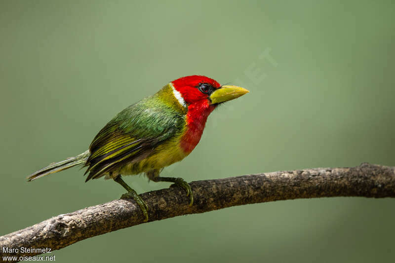 Red-headed Barbet male adult, pigmentation