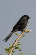 Northern Black Flycatcher