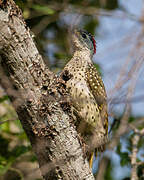 Little Spotted Woodpecker