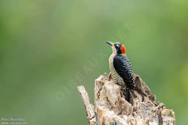 Black-cheeked Woodpecker female adult, identification