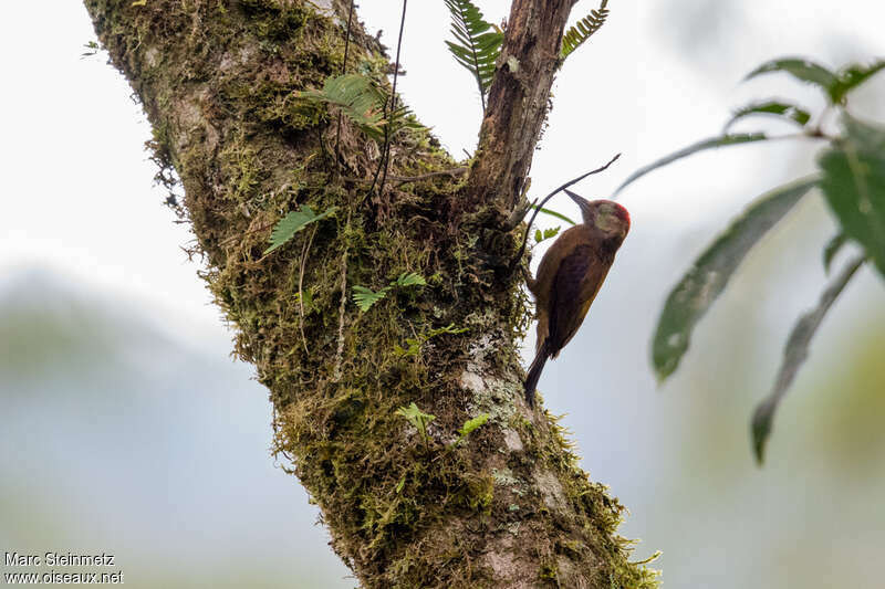 Smoky-brown Woodpecker male adult, habitat, pigmentation