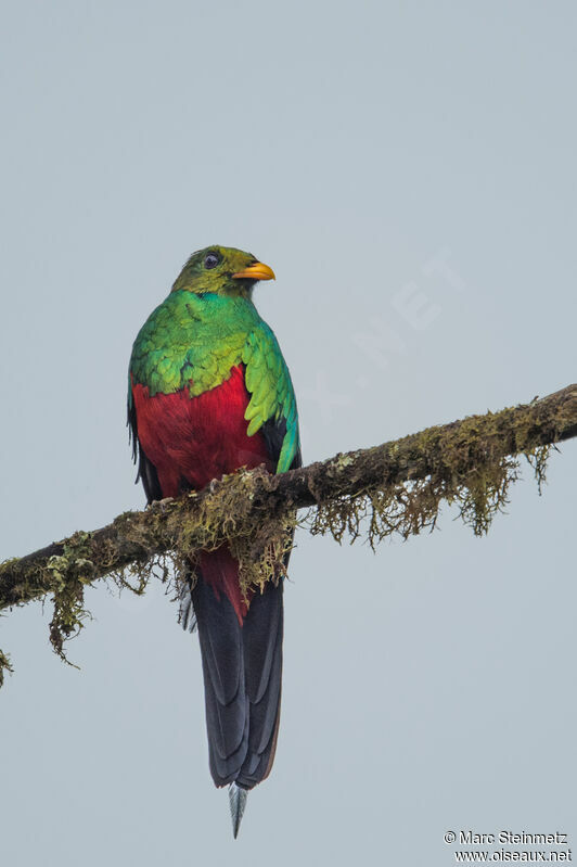 Golden-headed Quetzal male adult, identification