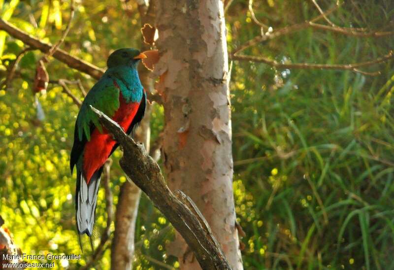 Quetzal brillant mâle adulte, identification